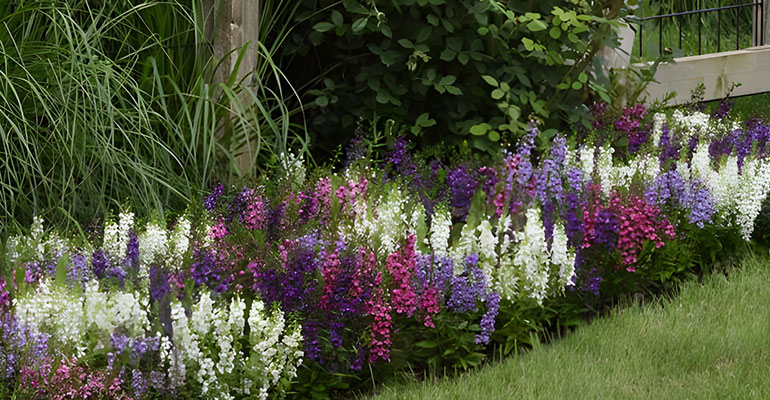 Angelonia
