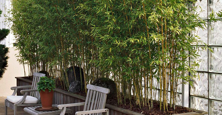 Bamboo