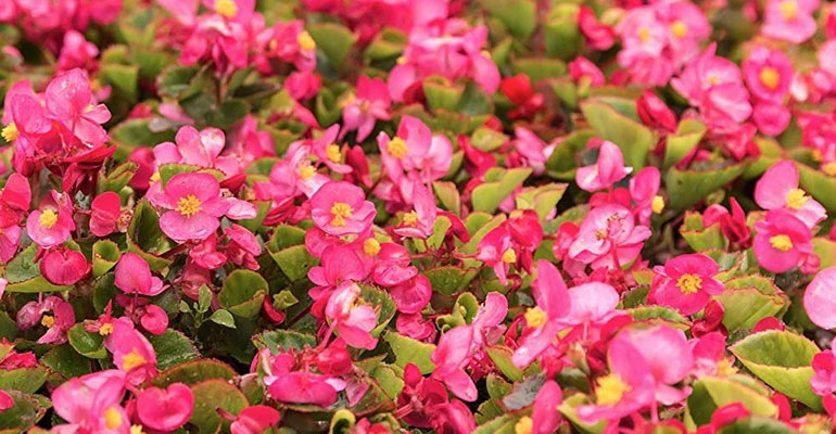 Begonia