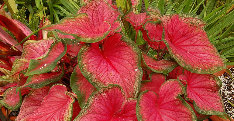 Caladium