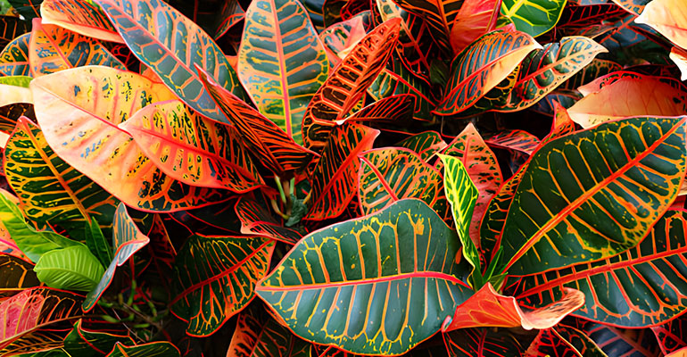 Croton