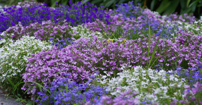 Lobelia