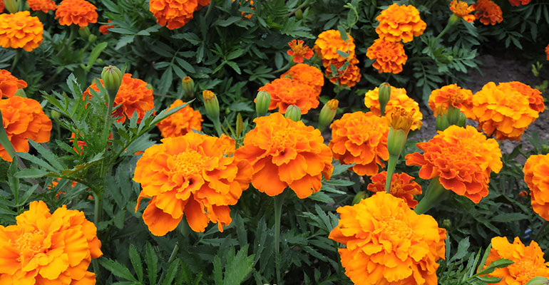 Marigolds