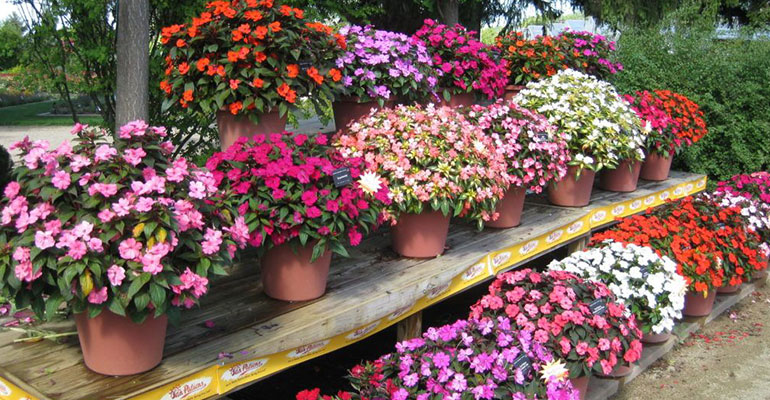 New-Guinea-Impatiens