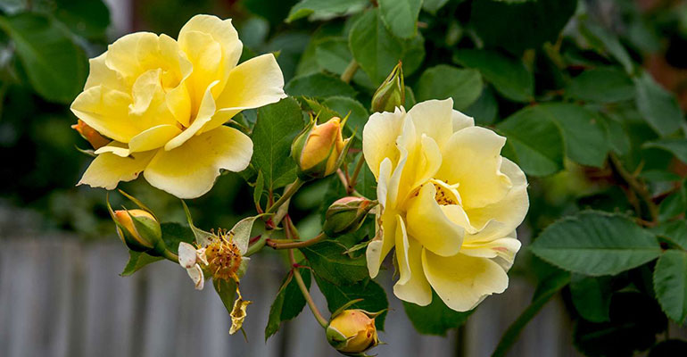 Roses